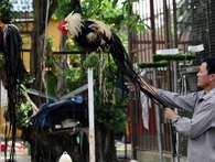 Cặp gà Nhật Bản đuôi dài giá 65 triệu đồng chơi Tết Cặp gà Nhật Bản đuôi dài giá 65 triệu đồng chơi Tết