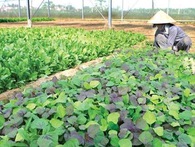 Ngành nông nghiệp khó “lớn” vì trông chờ thương lái, sản xuất lại manh mún Ngành nông nghiệp khó “lớn” vì trông chờ thương lái, sản xuất lại manh mún