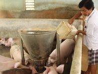 Giá heo rẻ bèo, thức ăn chăn nuôi vẫn nhập ồ ạt Giá heo rẻ bèo, thức ăn chăn nuôi vẫn nhập ồ ạt