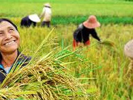 Nông dân trồng lúa nhỏ lẻ, khó đủ đường Nông dân trồng lúa nhỏ lẻ, khó đủ đường