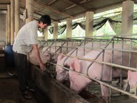 Thương lái Trung Quốc thu mua, giá lợn tăng trở lại: Bộ Công Thương nói gì? Thương lái Trung Quốc thu mua, giá lợn tăng trở lại: Bộ Công Thương nói gì?