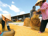 Nước sản xuất gạo lớn thứ 4 thế giới muốn nhập khẩu khẩn cấp 300.000 tấn gạo của Việt Nam Nước sản xuất gạo lớn thứ 4 thế giới muốn nhập khẩu khẩn cấp 300.000 tấn gạo của Việt Nam