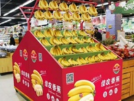 Chuối của HAGL chính thức vào Trung Quốc, xuất hiện trên kệ các siêu thị ở Bắc Kinh, Thượng Hải, Thành Đô... Chuối của HAGL chính thức vào Trung Quốc, xuất hiện trên kệ các siêu thị ở Bắc Kinh, Thượng Hải, Thành Đô...