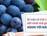 Loại quả nhập khẩu từ Nhật, đắt nhất Việt Nam: Báo Trung Quốc viết gì? Loại quả nhập khẩu từ Nhật, đắt nhất Việt Nam: Báo Trung Quốc viết gì?