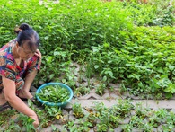 Kiểu trồng rau 'có một không hai' dọc con đường 6.000 tỷ ở Hà Nội Kiểu trồng rau 'có một không hai' dọc con đường 6.000 tỷ ở Hà Nội