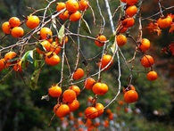 Lý do người Do Thái luôn để lại hoa màu ở 4 góc ruộng: Cho đi là một loại biết ơn, cho đi cũng là hạnh phúc Lý do người Do Thái luôn để lại hoa màu ở 4 góc ruộng: Cho đi là một loại biết ơn, cho đi cũng là hạnh phúc