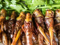 Chỉ cần con người chuyển sang ăn thứ này, Trái đất có thể được cứu rỗi Chỉ cần con người chuyển sang ăn thứ này, Trái đất có thể được cứu rỗi