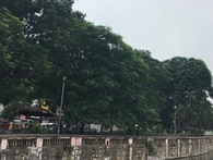 Hà Nội chặt, chuyển 130 cây xanh trên đường Kim Mã Hà Nội chặt, chuyển 130 cây xanh trên đường Kim Mã