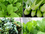 5 thực phẩm có tác dụng bảo vệ gan khoẻ mạnh cả đời: Có rất nhiều ở Việt Nam 5 thực phẩm có tác dụng bảo vệ gan khoẻ mạnh cả đời: Có rất nhiều ở Việt Nam