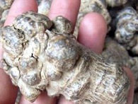 Giám đốc BV Ung bướu "tiết lộ" vị thuốc gối đầu giường cho bệnh nhân ung thư Giám đốc BV Ung bướu "tiết lộ" vị thuốc gối đầu giường cho bệnh nhân ung thư