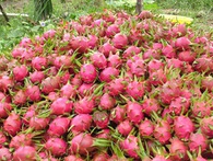 Việt Nam là nước đầu tiên được cấp phép xuất khẩu thanh long vào Australia Việt Nam là nước đầu tiên được cấp phép xuất khẩu thanh long vào Australia