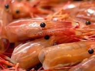 Sự thật về tôm nhiều người tưởng là biết mà hóa ra nhầm to Sự thật về tôm nhiều người tưởng là biết mà hóa ra nhầm to