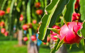 Việt Nam có thể là nước duy nhất xuất khẩu thanh long vào Australia Việt Nam có thể là nước duy nhất xuất khẩu thanh long vào Australia