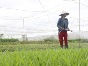 Ra ngoại ô Sài Gòn mở trang trại thuê đất trồng rau Ra ngoại ô Sài Gòn mở trang trại thuê đất trồng rau