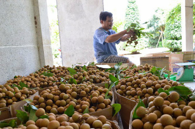 Việt Nam đặt mục tiêu lọt top 5 quốc gia xuất khẩu rau quả lớn nhất thế giới - Ảnh 1.