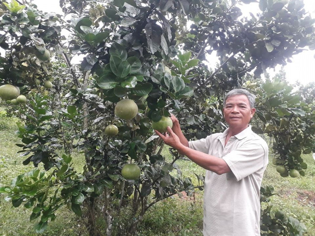 Nông dân Đà Nẵng thu hàng trăm triệu từ cây bưởi  - Ảnh 1.