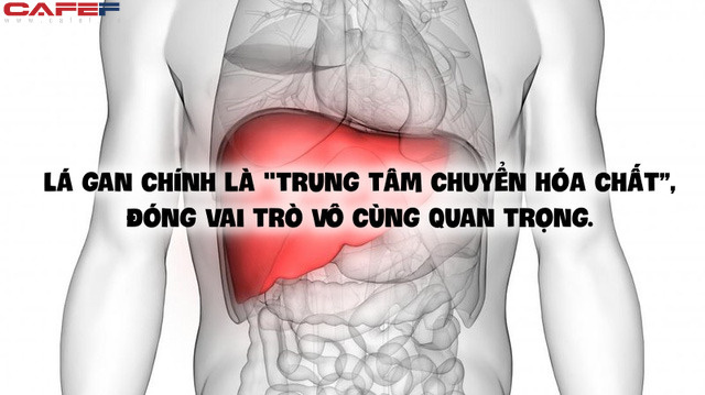 Thường xuyên tỉnh giấc lúc 1-3 giờ sáng chính là dấu hiệu gan đang kêu cứu: Áp dụng ngay 4 cách sau để thải độc tố - Ảnh 1. Thường xuyên tỉnh giấc lúc 1-3 giờ sáng chính là dấu hiệu gan đang kêu cứu: Áp dụng ngay 4 cách sau để thải độc tố - Ảnh 1.