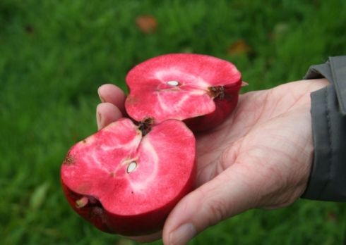 Pendragon: Loại táo vượt qua 14 đối thủ để được đánh giá bổ dưỡng nhất thế giới; ở VN có bán không? - Ảnh 3.