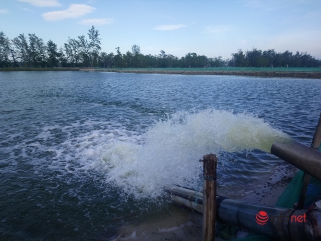 Ngập úng dài ngày, nhiều chủ đầm thủy sản ở phá Tam Giang thiệt hại lớn, nguy cơ mất trắng - Ảnh 1.