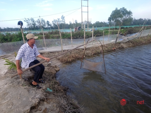 Ngập úng dài ngày, nhiều chủ đầm thủy sản ở phá Tam Giang thiệt hại lớn, nguy cơ mất trắng - Ảnh 2.