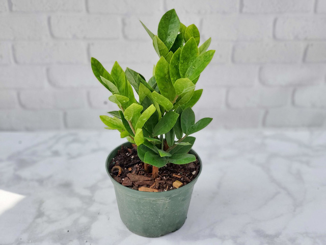 Trẻ 6 tuổi nhập viện vì ngộ độc lá kim tiền: Loại cây hút tài lộc ai cũng thích trồng nhưng chứa chất độc cực mạnh cần cảnh giác - Ảnh 3. Trẻ 6 tuổi nhập viện vì ngộ độc lá kim tiền: Loại cây hút tài lộc ai cũng thích trồng nhưng chứa chất độc cực mạnh cần cảnh giác - Ảnh 3.