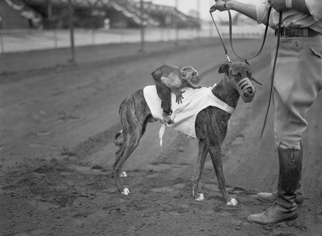 Kỷ nguyên đua chó săn tại Mỹ sắp kết thúc: Hàng ngàn chú chó bị ngược đãi, bị bỏ rơi sau nhiều năm phục vụ thú vui giải trí của con người  - Ảnh 4.