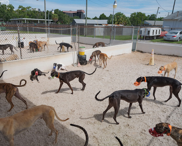  Kỷ nguyên đua chó săn tại Mỹ sắp kết thúc: Hàng ngàn chú chó bị ngược đãi, bị bỏ rơi sau nhiều năm phục vụ thú vui giải trí của con người  - Ảnh 6.
