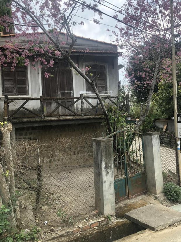 Chỉ vì thích 1 cây anh đào trước cổng ở Đà Lạt, chàng trai mua luôn cả căn nhà cũ và cải tạo thành nơi cực đáng sống - Ảnh 1.