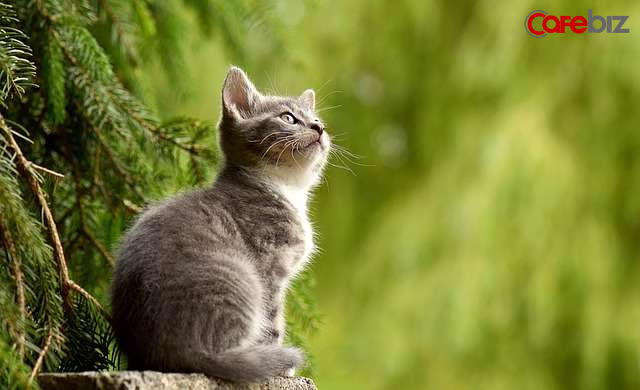 Tử vi tài lộc tháng 11 âm lịch của 12 con giáp: Dần đột phá, rủng rỉnh; Tuất dễ khuynh gia bại sản; Hợi bớt bốc đồng kẻo gánh hoạ... - Ảnh 4. Tử vi tài lộc tháng 11 âm lịch của 12 con giáp: Dần đột phá, rủng rỉnh; Tuất dễ khuynh gia bại sản; Hợi bớt bốc đồng kẻo gánh hoạ... - Ảnh 4.