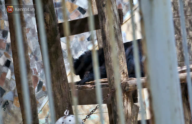 Ảnh: Động vật tại vườn bách thú Thủ Lệ co ro, ủ rũ trong cái lạnh “thấu xương” ở Thủ Đô - Ảnh 12.