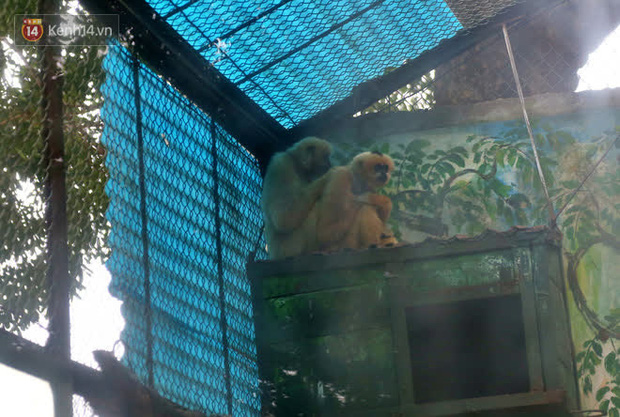 Ảnh: Động vật tại vườn bách thú Thủ Lệ co ro, ủ rũ trong cái lạnh “thấu xương” ở Thủ Đô - Ảnh 8.