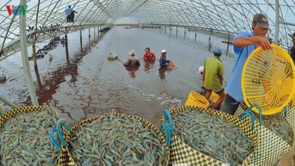 Xuất khẩu tôm sang Trung Quốc tăng mạnh nhất trong 5 năm qua - Ảnh 1. Xuất khẩu tôm sang Trung Quốc tăng mạnh nhất trong 5 năm qua - Ảnh 1.