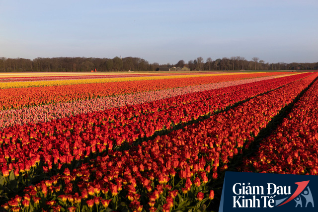 Buộc phải tiêu huỷ 140 triệu bông hoa tulip do Covid-19, từ nông dân cho đến ông chủ công ty sản xuất hoa lớn nhất Hà Lan đều đứng nhìn với sự bất lực - Ảnh 1.