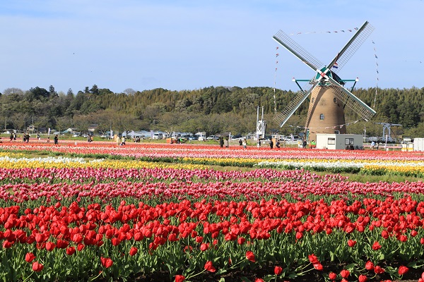 Thành phố Nhật Bản cày nát 800.000 bông tulip vì du khách đi ngắm hoa bất chấp lệnh phong tỏa - Ảnh 1.