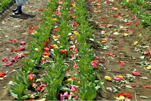 Thành phố Nhật Bản cày nát 800.000 bông tulip vì du khách đi ngắm hoa bất chấp lệnh phong tỏa - Ảnh 2.