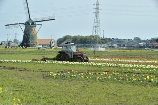 Thành phố Nhật Bản cày nát 800.000 bông tulip vì du khách đi ngắm hoa bất chấp lệnh phong tỏa - Ảnh 3.
