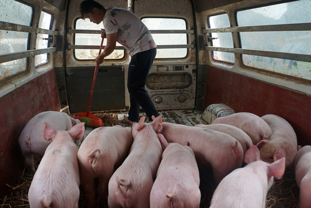 Hậu tả lợn châu Phi, nông dân Trung Quốc lại khốn đốn vì giá đậu tương - Ảnh 1.