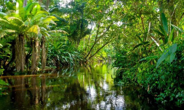 Cảnh báo đáng sợ: Sau khi hết Covid-19, rừng Amazon sẽ là nguồn lây nhiễm virus corona kế tiếp và lỗi hoàn toàn nằm ở con người - Ảnh 3.