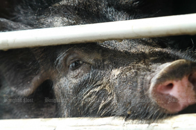 Campuchia cắt giảm mạnh nhập khẩu, không cho lợn quá cảnh vào Việt Nam - Ảnh 1.