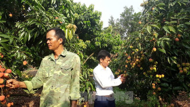 Cho 309 thương nhân Trung Quốc sang Việt Nam mua vải thiều - Ảnh 1. Cho 309 thương nhân Trung Quốc sang Việt Nam mua vải thiều - Ảnh 1.