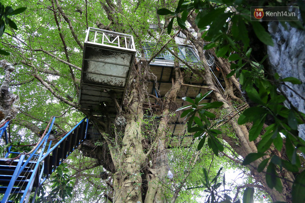 Ngay Hà Nội có một căn nhà cheo leo trên đỉnh ngọn cây của người họa sĩ 61 tuổi: Gần 20 năm trồng và đợi cây lớn - Ảnh 2.