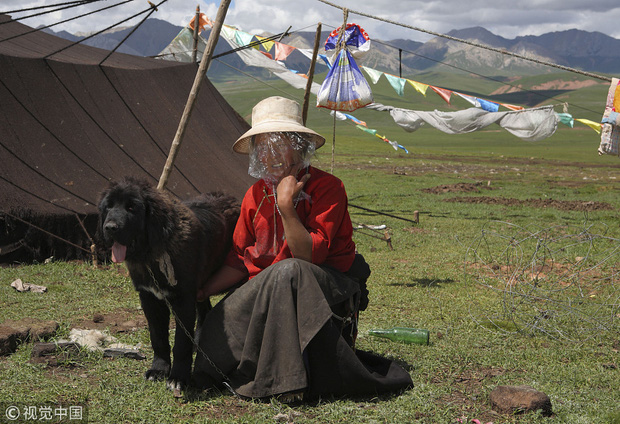 Câu chuyện buồn về cơn sốt chó ngao Tây Tạng: Từ thần khuyển chục tỷ đồng đến bầy chó hoang hàng vạn con bị ruồng bỏ - Ảnh 1.