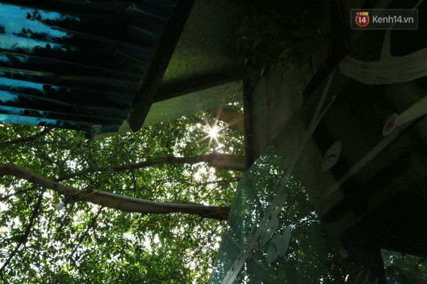 Ngay Hà Nội có một căn nhà cheo leo trên đỉnh ngọn cây của người họa sĩ 61 tuổi: Gần 20 năm trồng và đợi cây lớn - Ảnh 12.