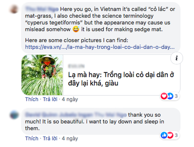 Bộ ảnh đồng cỏ Việt Nam “lượn sóng” đang gây bão mạng quốc tế, nhưng cả ngàn người nước ngoài lại bị nhầm lẫn ở một điểm này - Ảnh 4. Bộ ảnh đồng cỏ Việt Nam “lượn sóng” đang gây bão mạng quốc tế, nhưng cả ngàn người nước ngoài lại bị nhầm lẫn ở một điểm này - Ảnh 4.