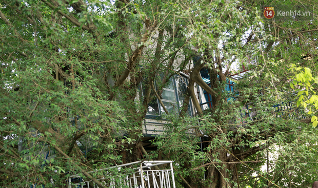 Ngay Hà Nội có một căn nhà cheo leo trên đỉnh ngọn cây của người họa sĩ 61 tuổi: Gần 20 năm trồng và đợi cây lớn - Ảnh 5.