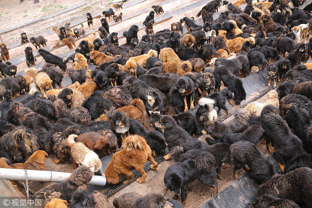 Câu chuyện buồn về cơn sốt chó ngao Tây Tạng: Từ thần khuyển chục tỷ đồng đến bầy chó hoang hàng vạn con bị ruồng bỏ - Ảnh 7.