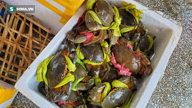 Chen chân mua hải sản giảm sốc 50%, tôm hùm 640.000 đồng/kg, ghẹ xanh 500.000 đồng/kg  - Ảnh 11.