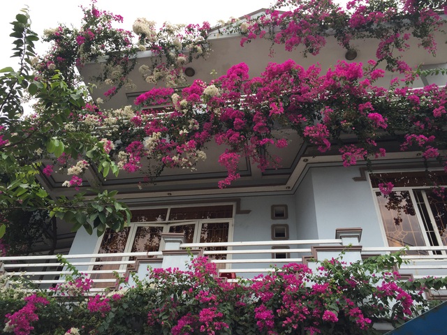  Những ngôi nhà hoa giấy phiên bản đời thực ở Việt Nam đẹp rụng rời, nhìn xong chỉ muốn trồng ngay vài gốc - Ảnh 11.