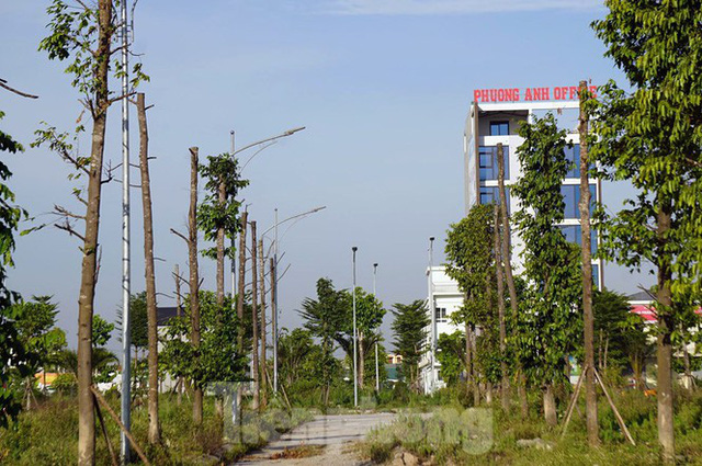  Hàng loạt cây xanh chết khô trên đường nghìn tỷ ở Hà Nội  - Ảnh 12.