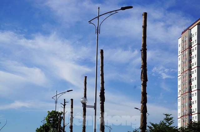  Hàng loạt cây xanh chết khô trên đường nghìn tỷ ở Hà Nội  - Ảnh 5.